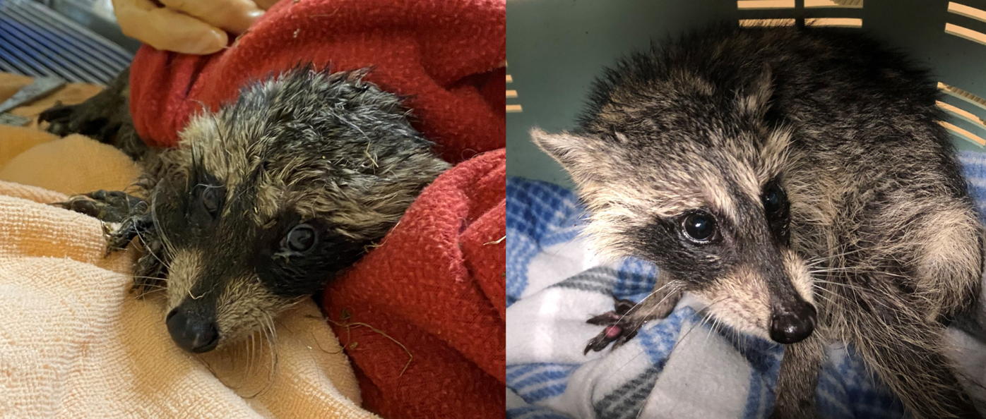 Insidious Glue Traps Baby Raccoon Caught News Yoursun Com