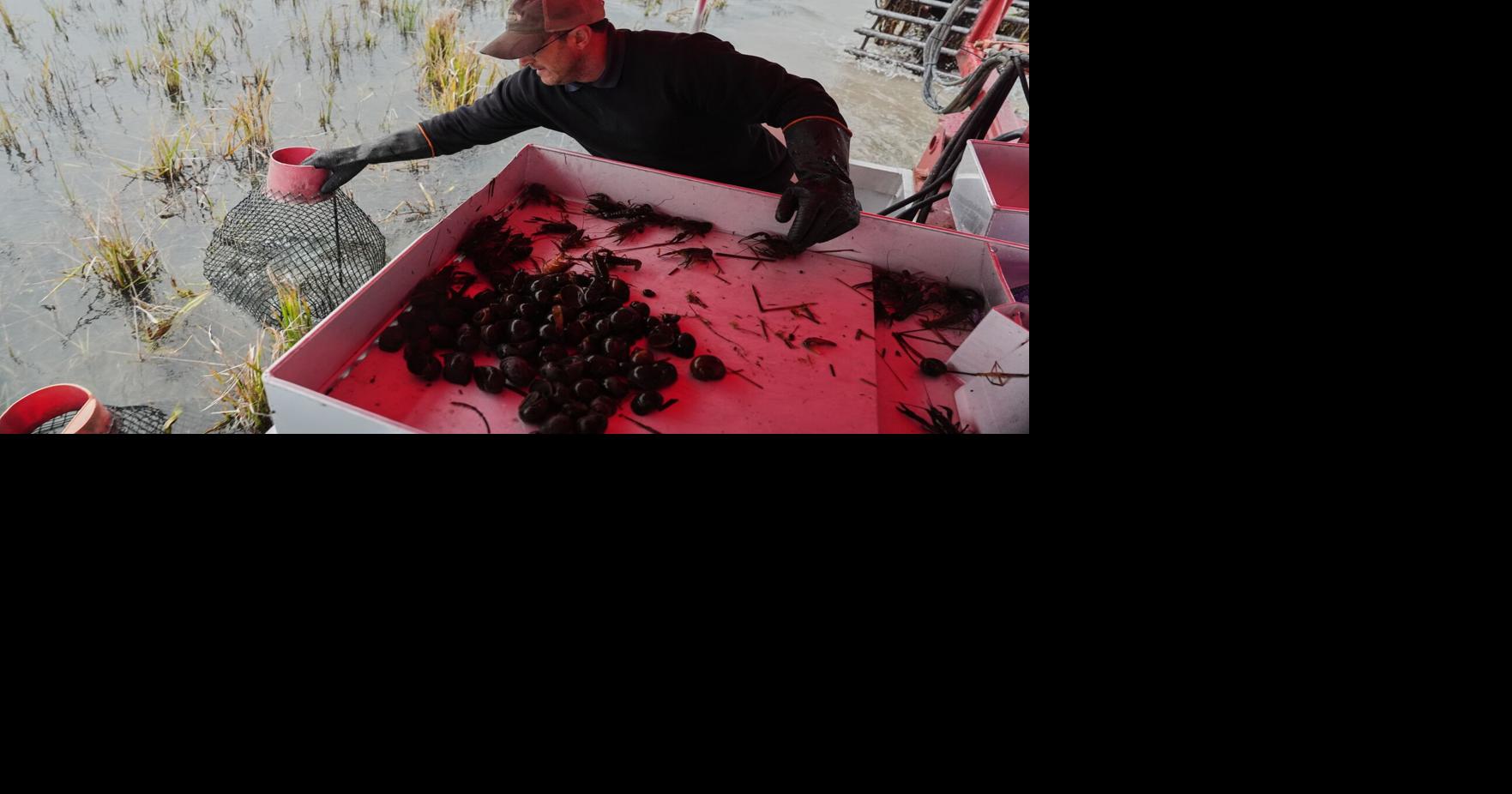 Giant snails and tiny insects threaten the South's rice and crawfish farms