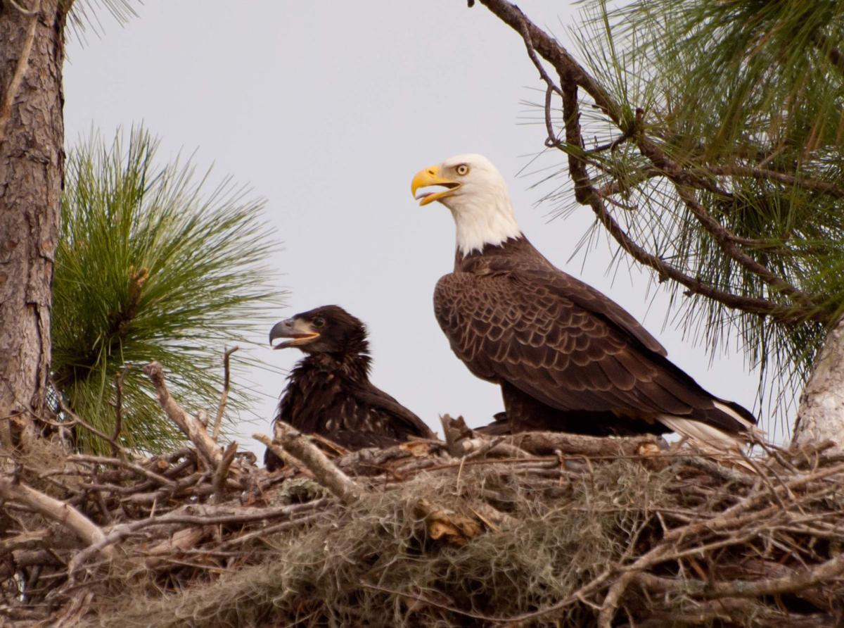 Monday Morning Nature Walks Resume Next Week Yoursun Com