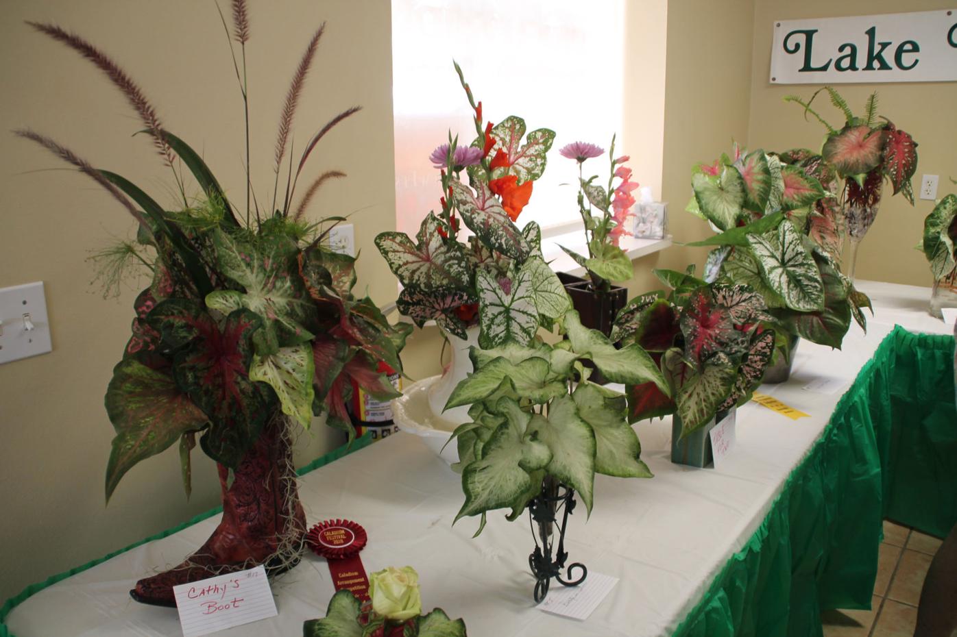 Lake Placid Caladium Festival 2022