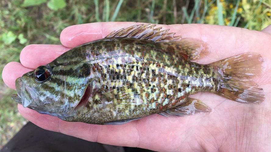 A panfish primer: Freshwater fishing in Florida is a lot more than just  bass, Waterline