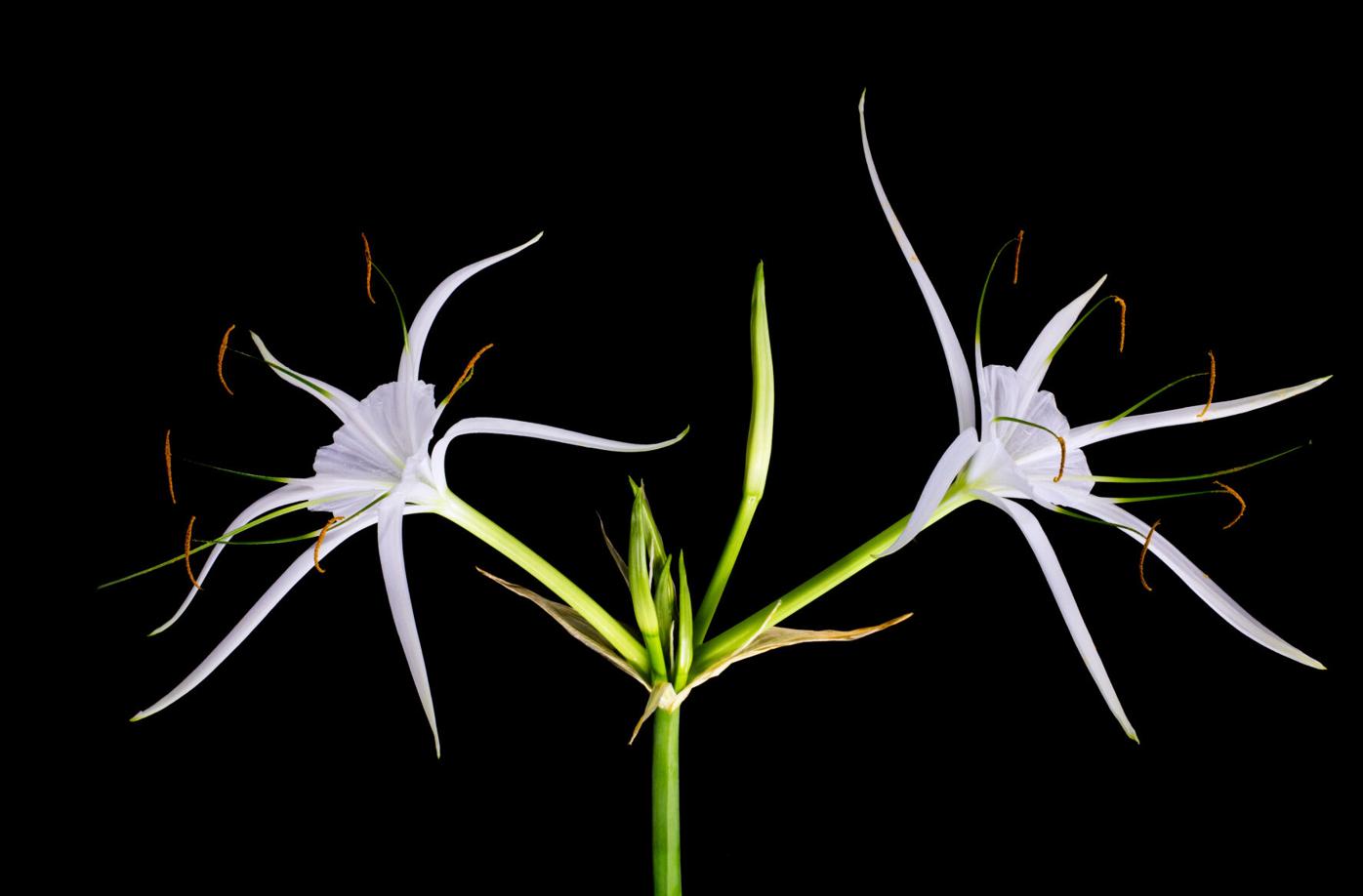 White,Spider,Lilies,(hymenocallis,Latifolia