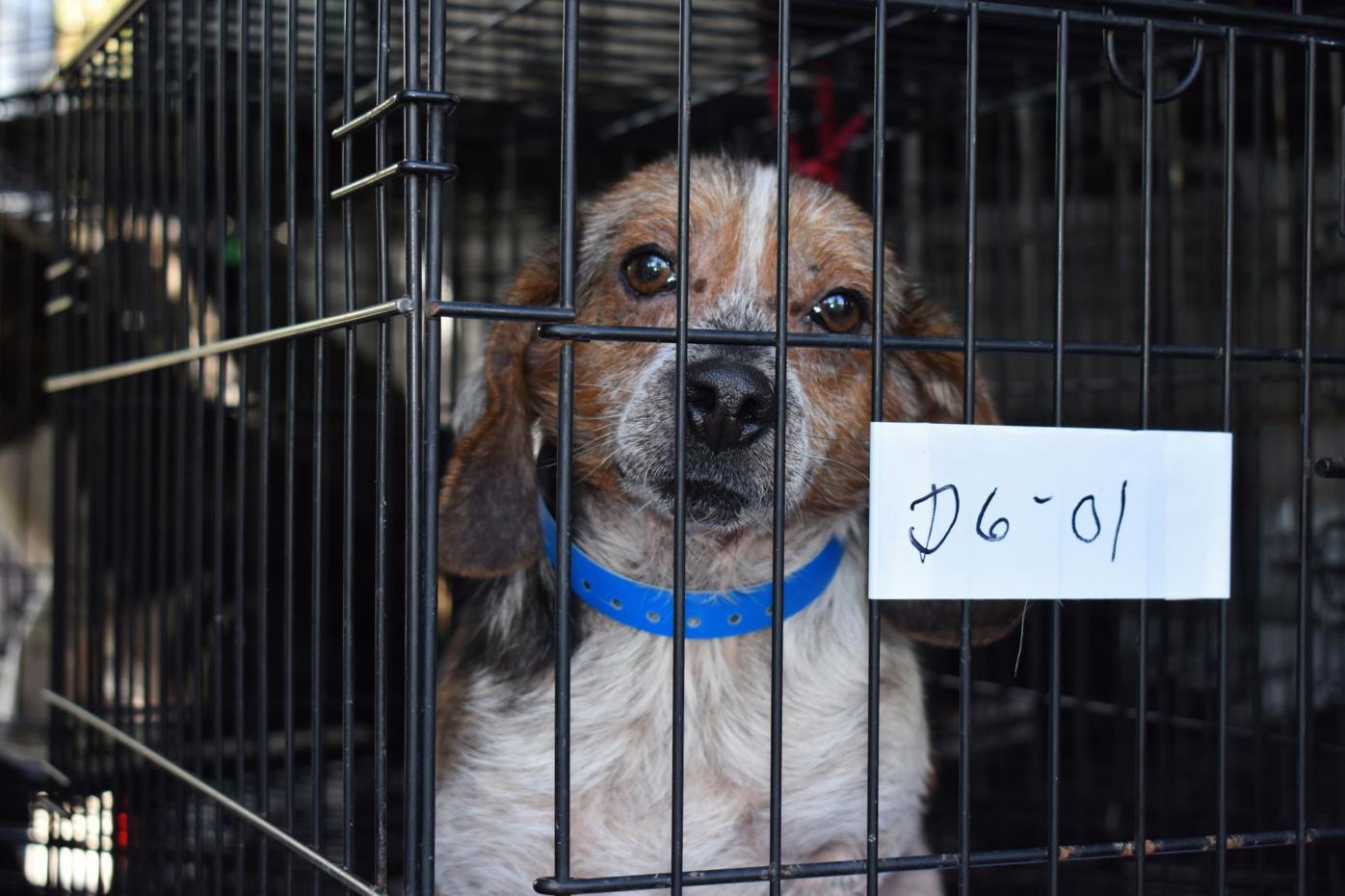 Shelter Takes In 16 Dogs Rescued From Horrific Conditions Charlotte Sun Yoursun Com