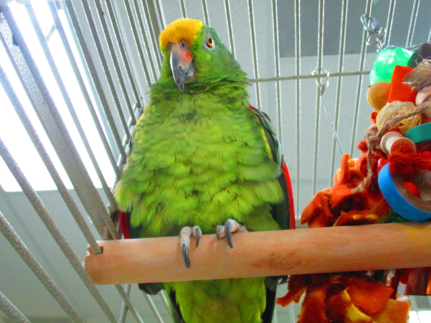 Adopt Me Yoursun Com