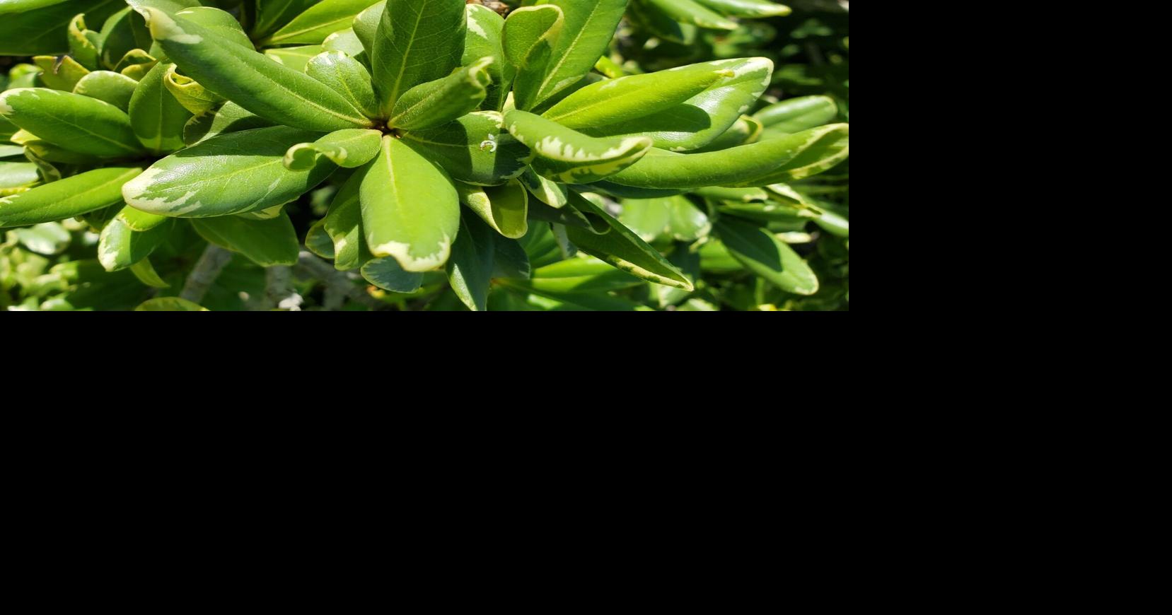 COLUMN: Shrub, hedge, material for a floral arrangement – the all ...