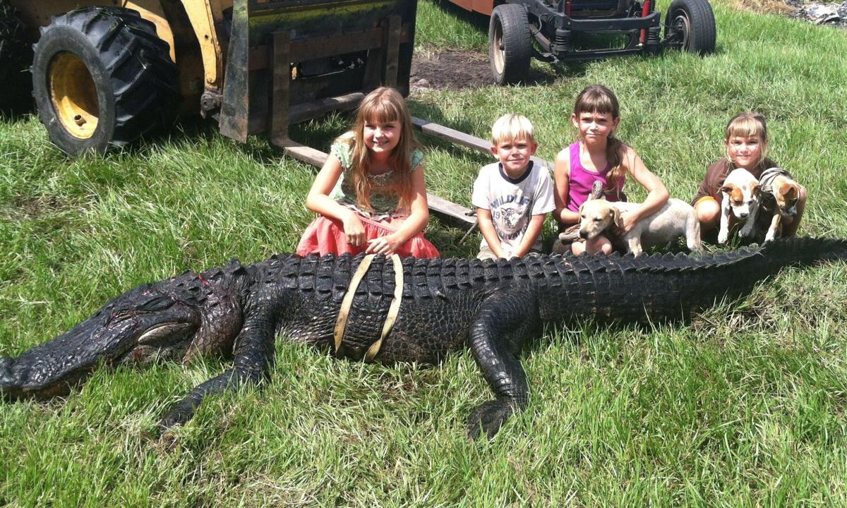 Family Says Fwc Alligator Hunt Difficult Expensive Newsarchives