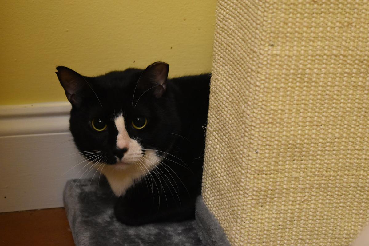 Pets With Manageable Conditions Can Be Adopted News Yoursun Com