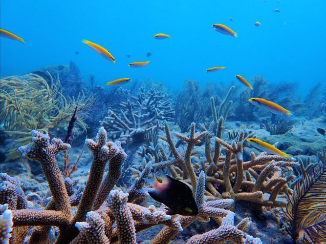 Saving Florida's coral reefs | News | yoursun.com