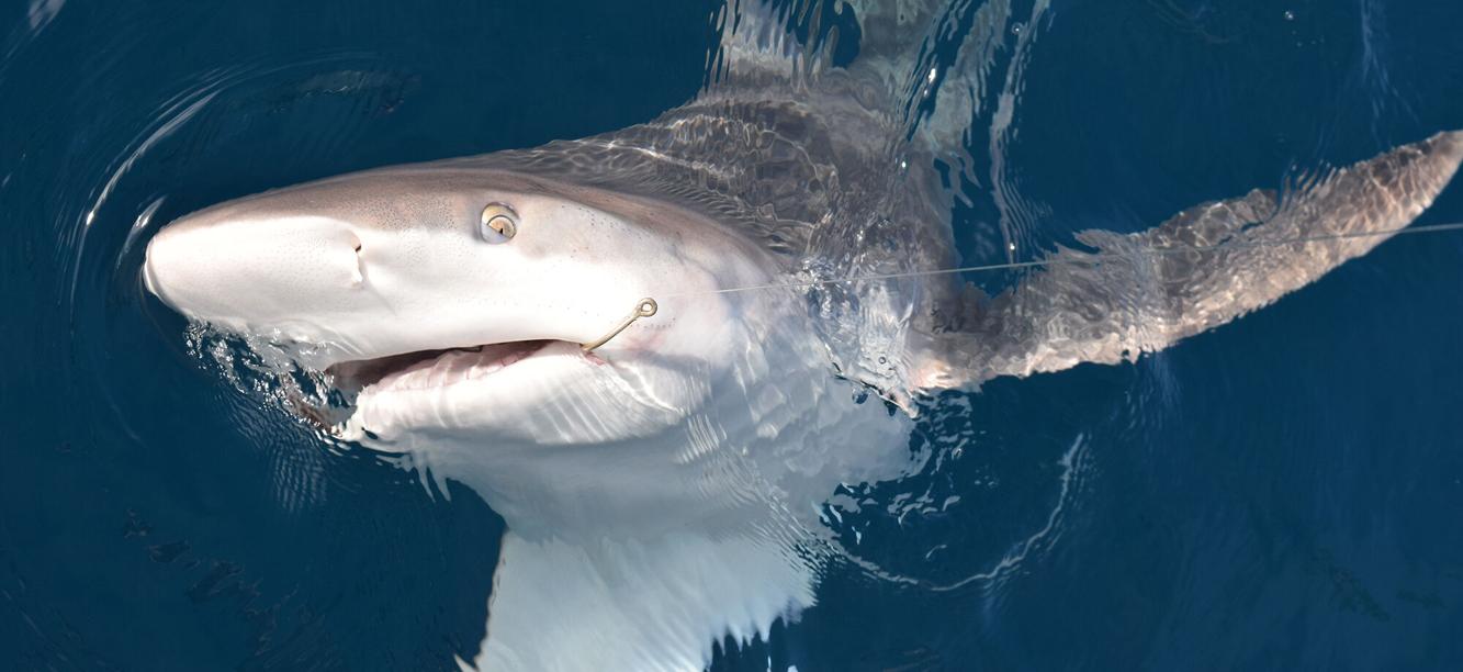 How to handle a shark: If you don't want to be a headline, it's time to