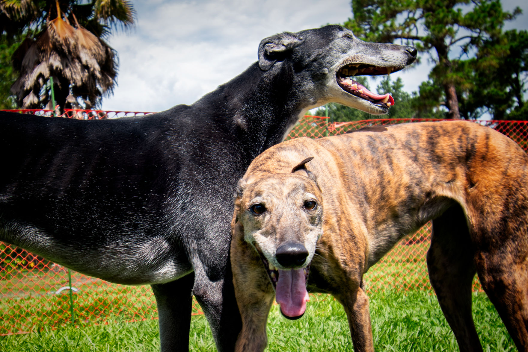 greyhounds for sale racing post