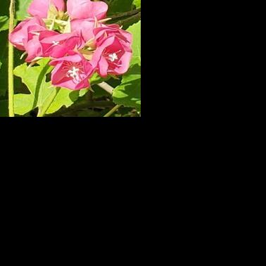 COLUMN: Hydrangea in name only | Daily Break | yoursun.com