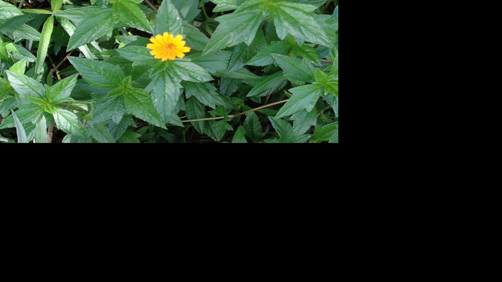 COLUMN When a plant is too successful Wedelia