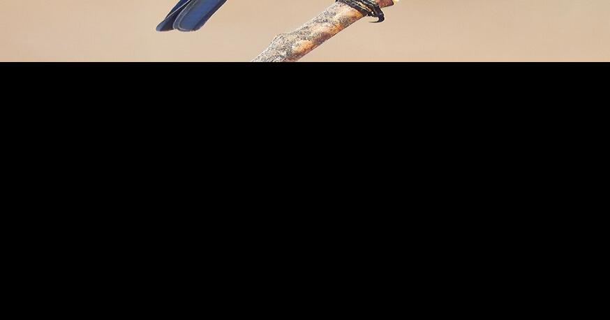 On the hunt for Florida bluebirds | Waterline | yoursun.com