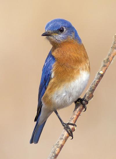 On the hunt for Florida bluebirds | Waterline | yoursun.com