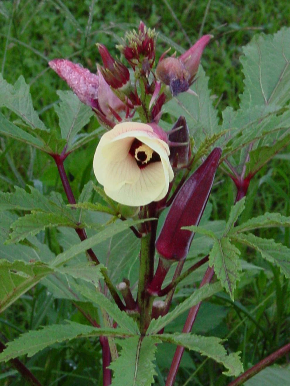 COLUMN Okra's OK in a southern summer garden and on a plate News