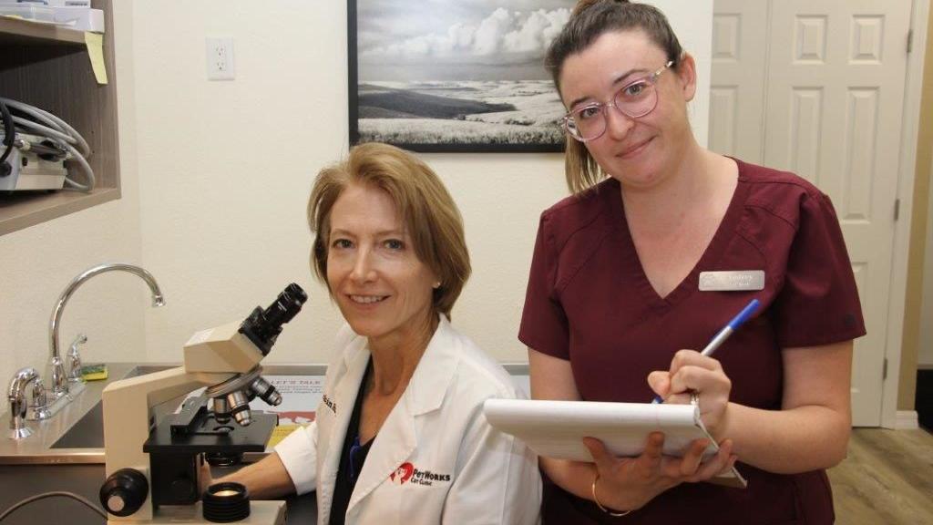 Petworks Cat Clinic Opens On Venice Avenue Business Yoursun Com