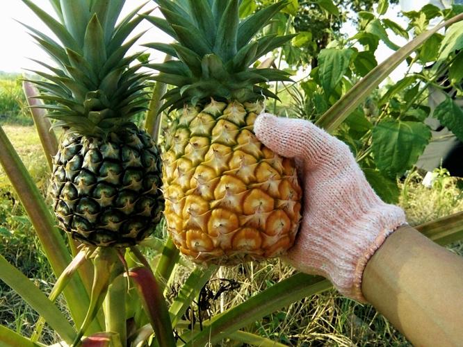 Pineapple Festival celebrates the region’s tropical fruit history Go