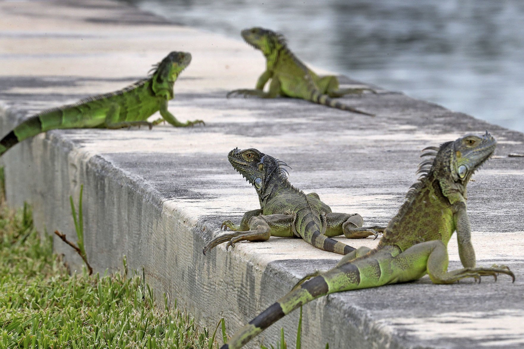 State agency: Kill green iguanas | West 