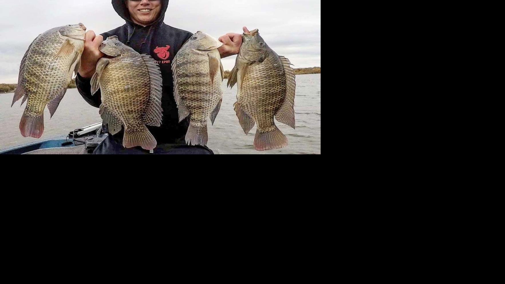 Nile Perch Or Tilapia Waterline Yoursun Com