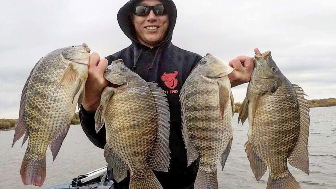 Nile Perch Or Tilapia Waterline Yoursun Com Nile Perch Or Tilapia Waterline Yoursun Com