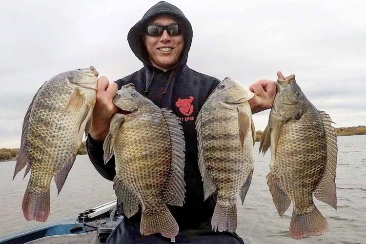 Nile perch or tilapia? Waterline