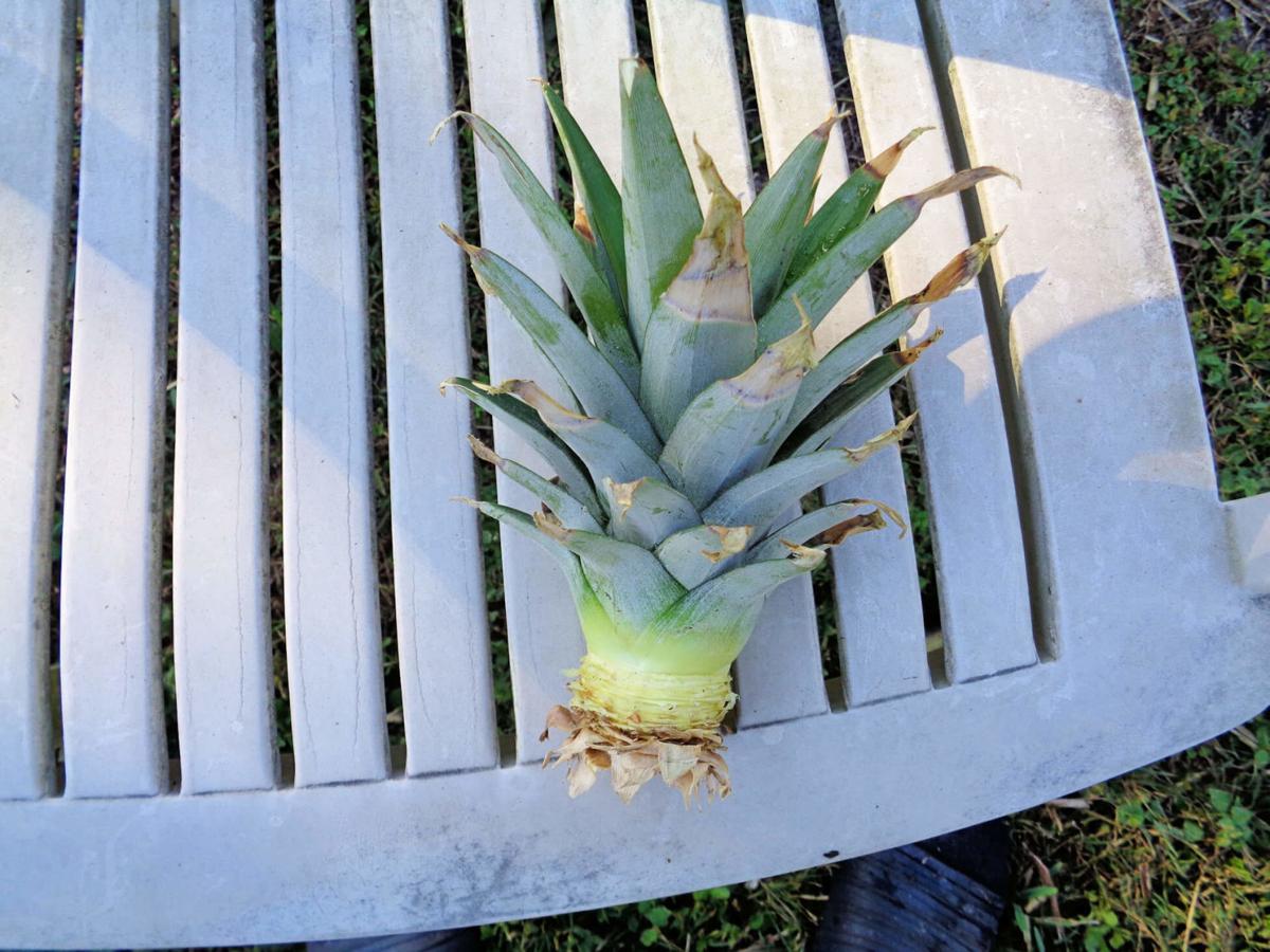 Column Pineapples Are Top Selection For Easy To Grow Backyard