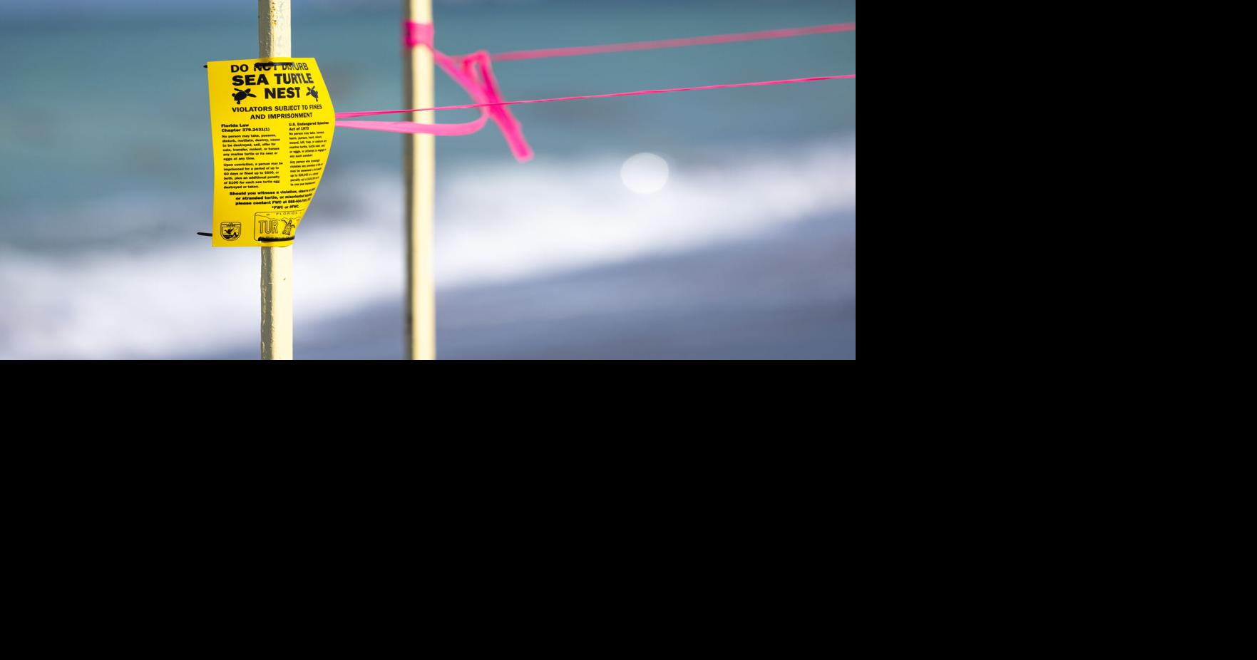 EDITORIAL: Turtle season calls for extra caution | Viewpoint | yoursun.com