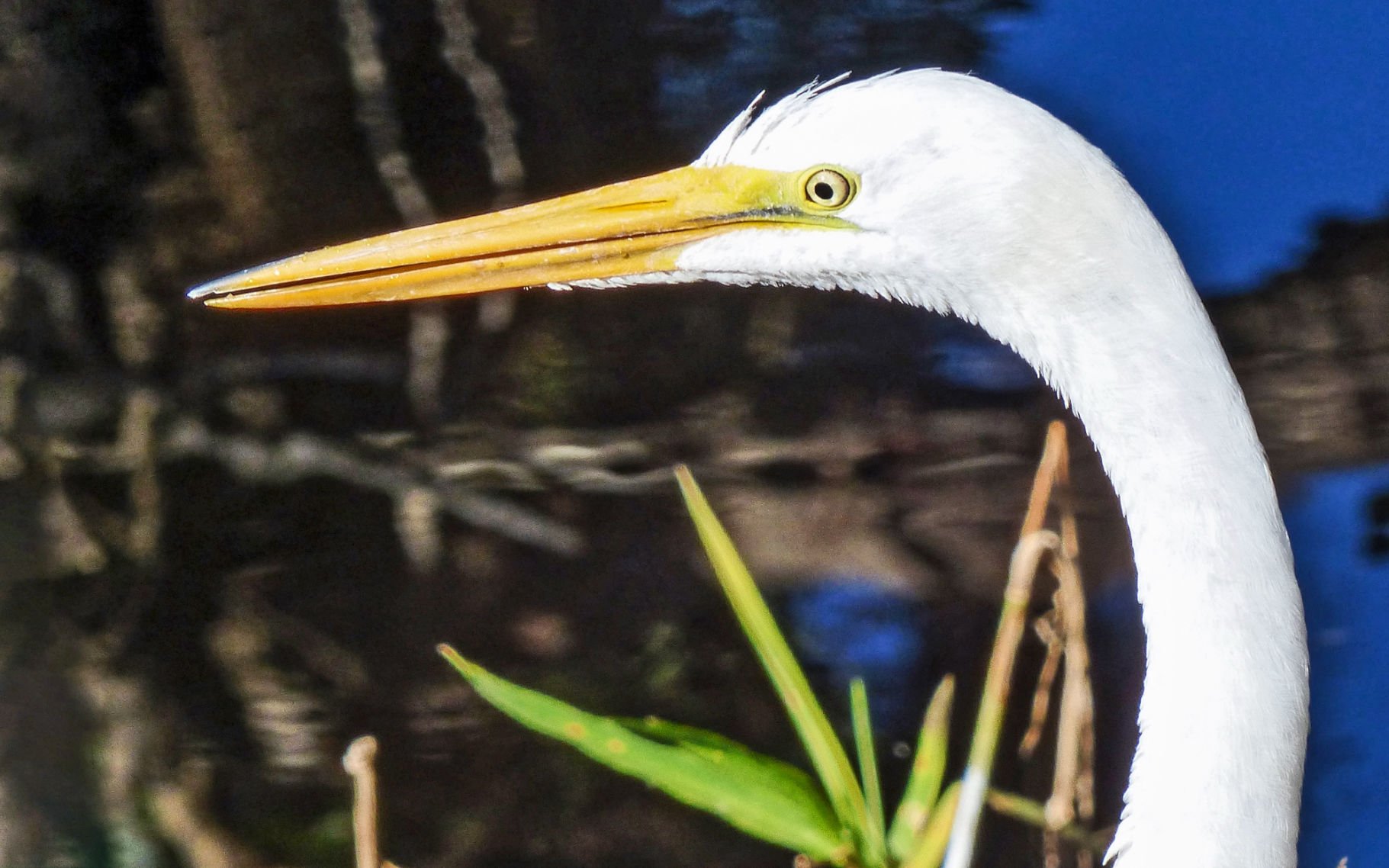 Birds and their beaks | Waterline | yoursun.com 