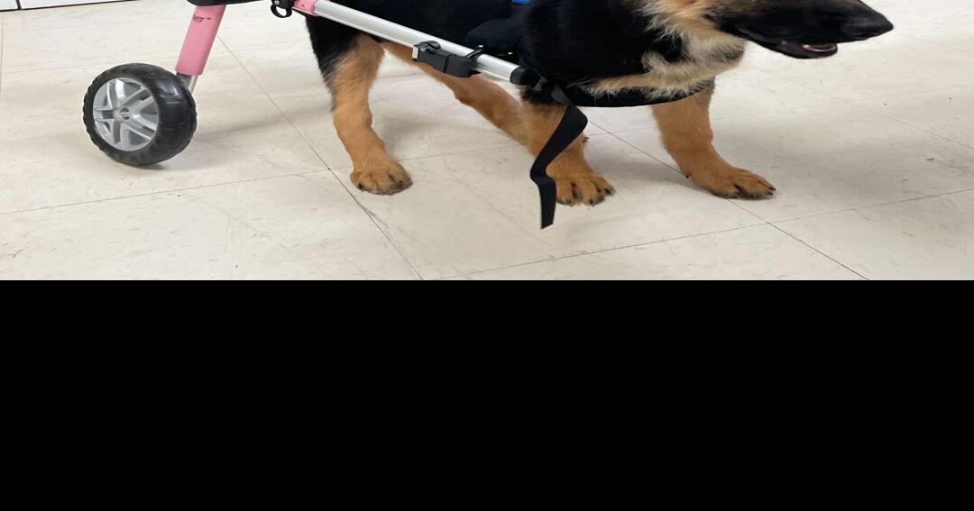 Humane Society hosts an assortment of events for pets and owners