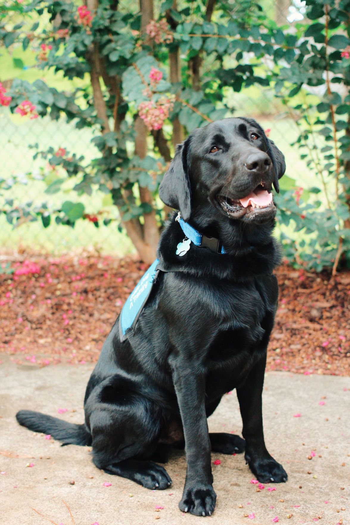 black lab training