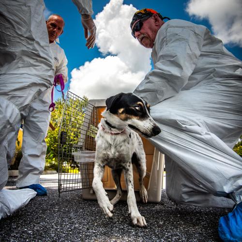 Port Charlotte shelter welcomes 17 Bahamian animals after Dorian | | Port Charlotte shelter welcomes 17 Bahamian animals after Dorian | |
