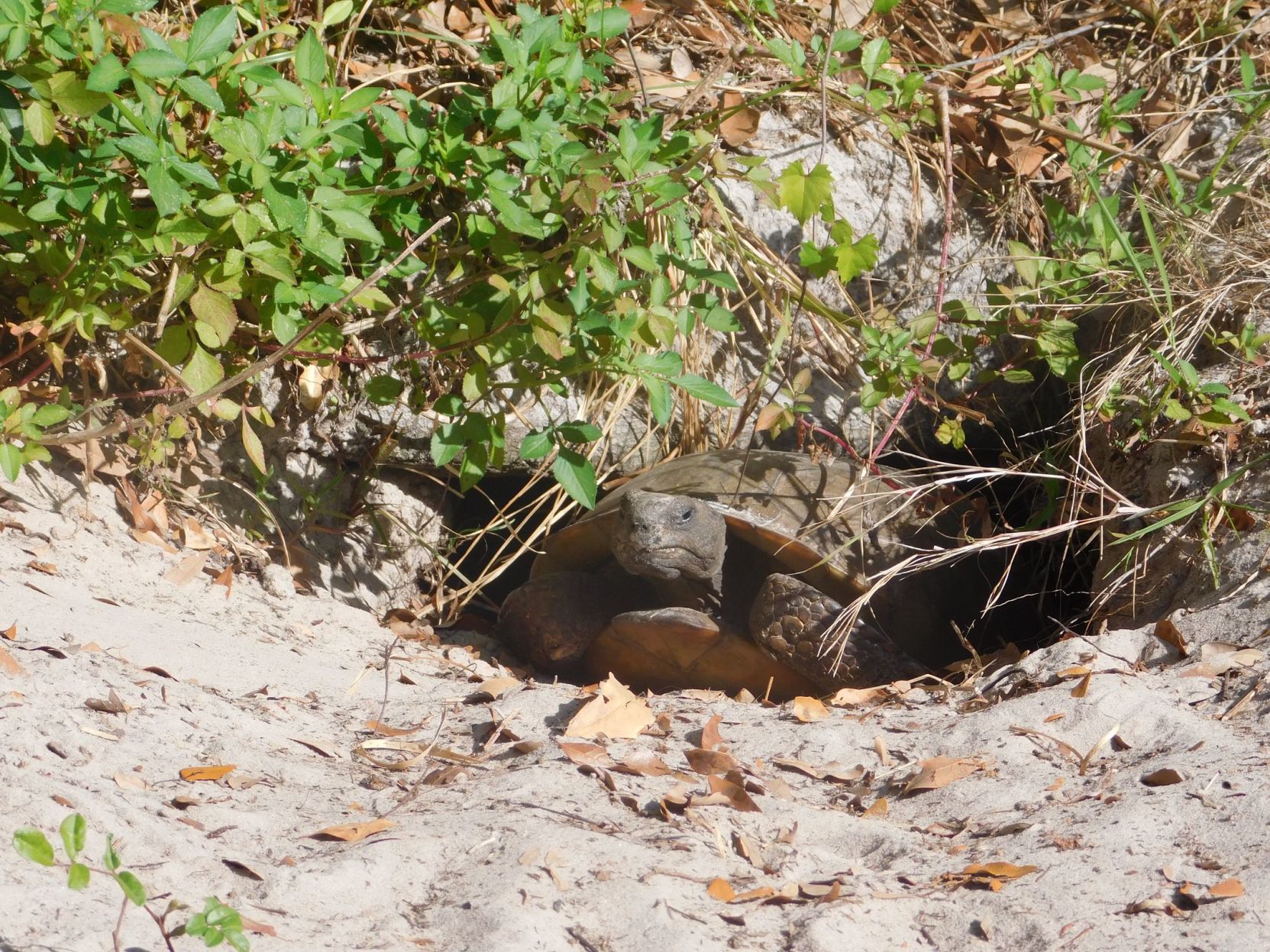 Happy Gopher Tortoise Day To All Who Celebrate | Port Charlotte News ...