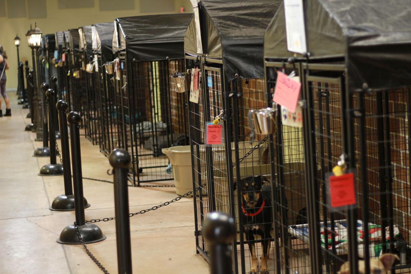 Client Resources Humane Society Sarasota County