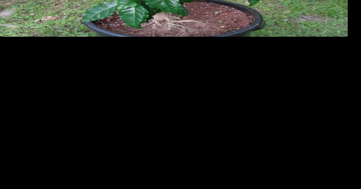 Coffee – a great ornamental small tree, and maybe, a bean or two ...