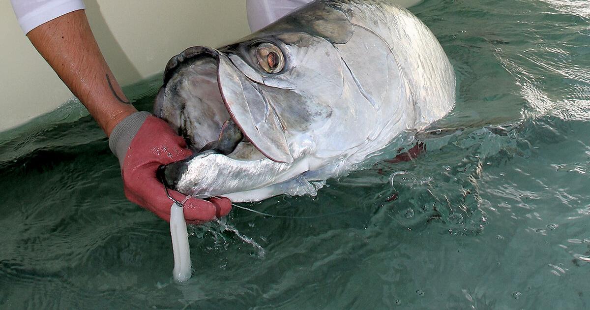 Baits and lures for tarpon, Waterline