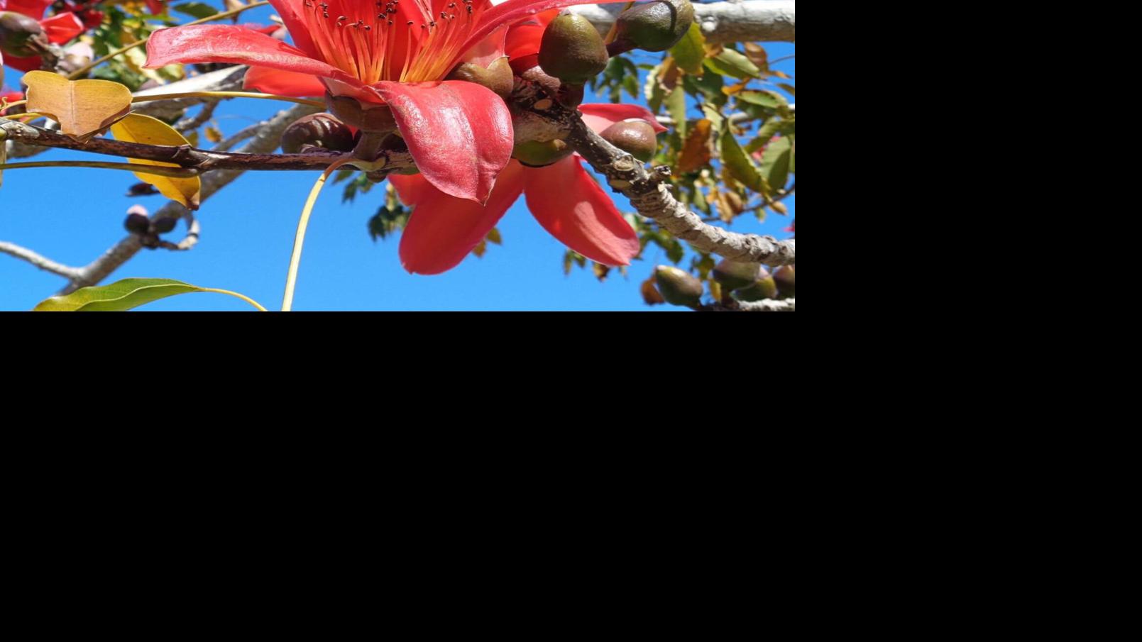 Column The Red Silk Cotton Tree Puts On Its Seasonal Show Columnists Yoursun Com