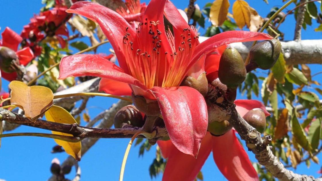 Column The Red Silk Cotton Tree Puts On Its Seasonal Show Columnists Yoursun Com Column The Red Silk Cotton Tree Puts On Its Seasonal Show Columnists Yoursun Com