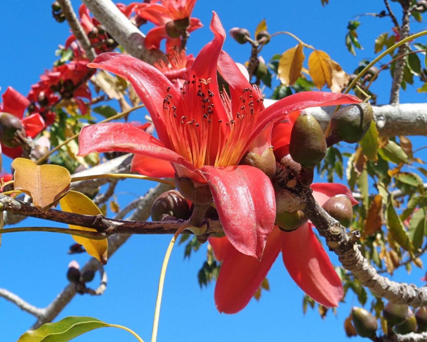 Column The Red Silk Cotton Tree Puts On Its Seasonal Show Columnists Yoursun Com Column The Red Silk Cotton Tree Puts On Its Seasonal Show Columnists Yoursun Com