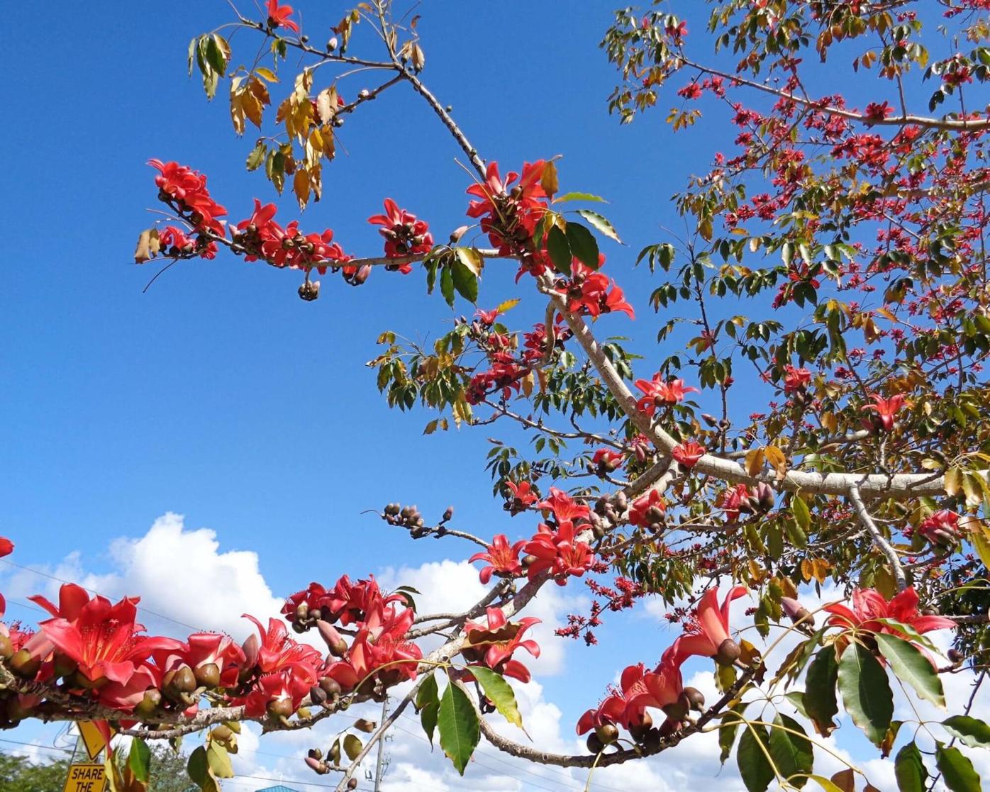 Column The Red Silk Cotton Tree Puts On Its Seasonal Show Columnists Yoursun Com