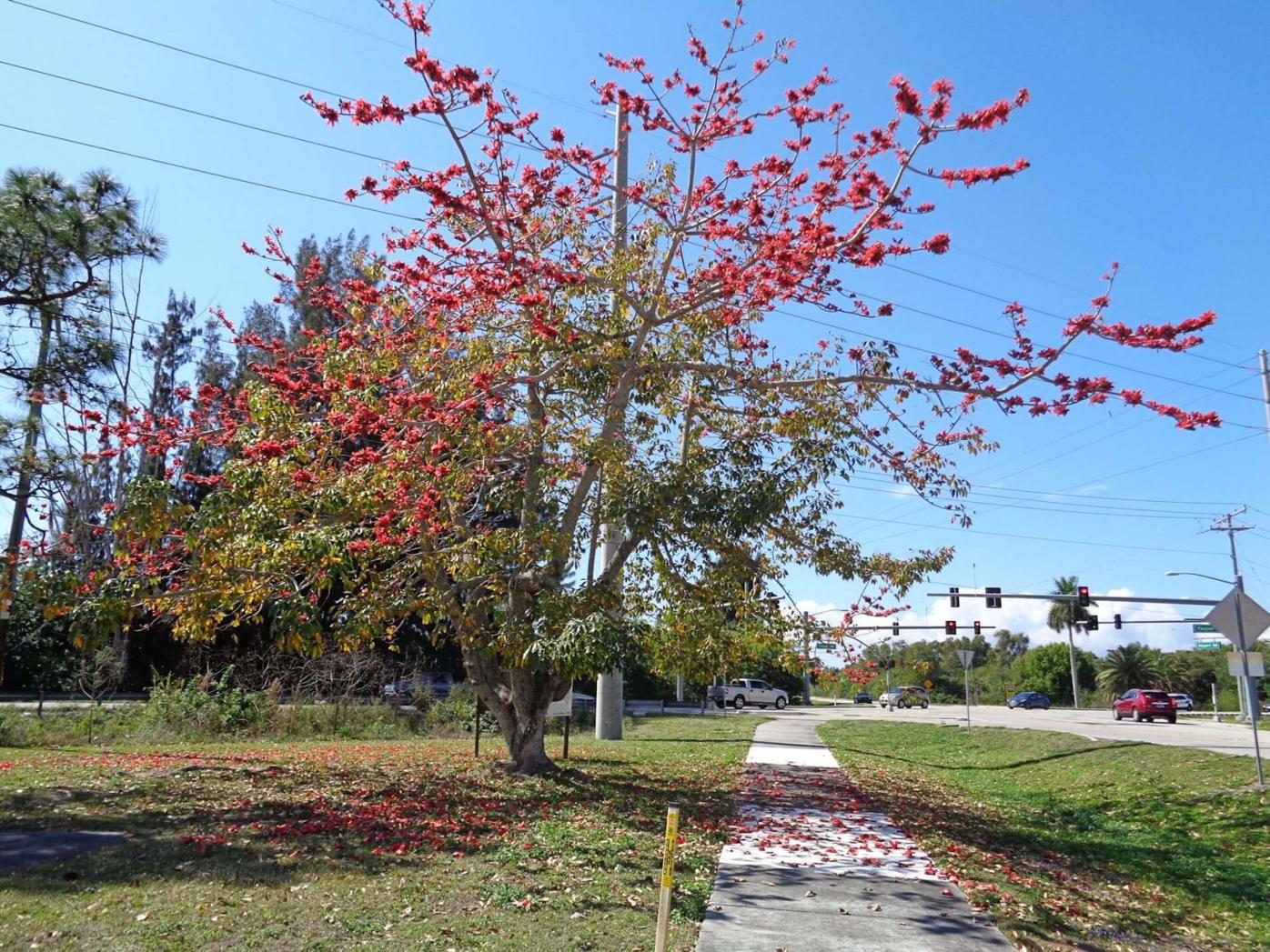 Column The Red Silk Cotton Tree Puts On Its Seasonal Show Columnists Yoursun Com