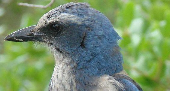 No Room For Scrub Jays Activists Question North Port S Land Rules News Yoursun Com
