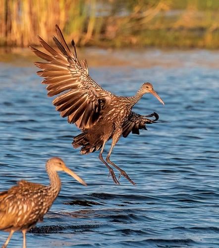 Get to know your wading birds, Waterline