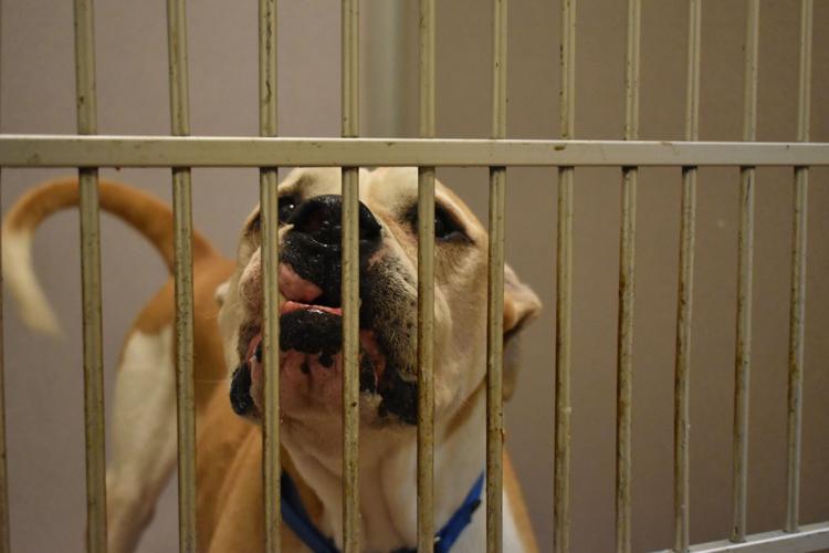 Don't forget the big dogs; small ones from puppy mill adopted quickly | Multimedia Don't forget the big dogs; small ones from puppy mill adopted quickly | Multimedia