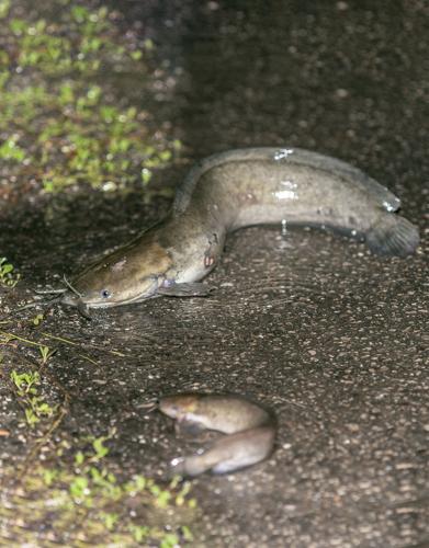 walking catfish on land