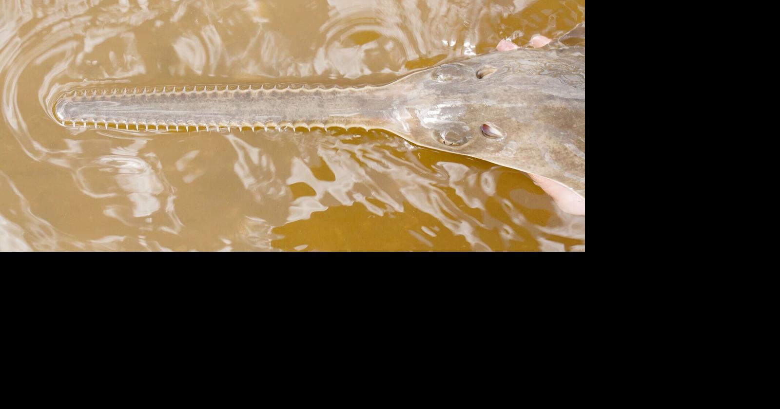 Mysterious 'spinning fish' cases decline | APG State News | yoursun.com