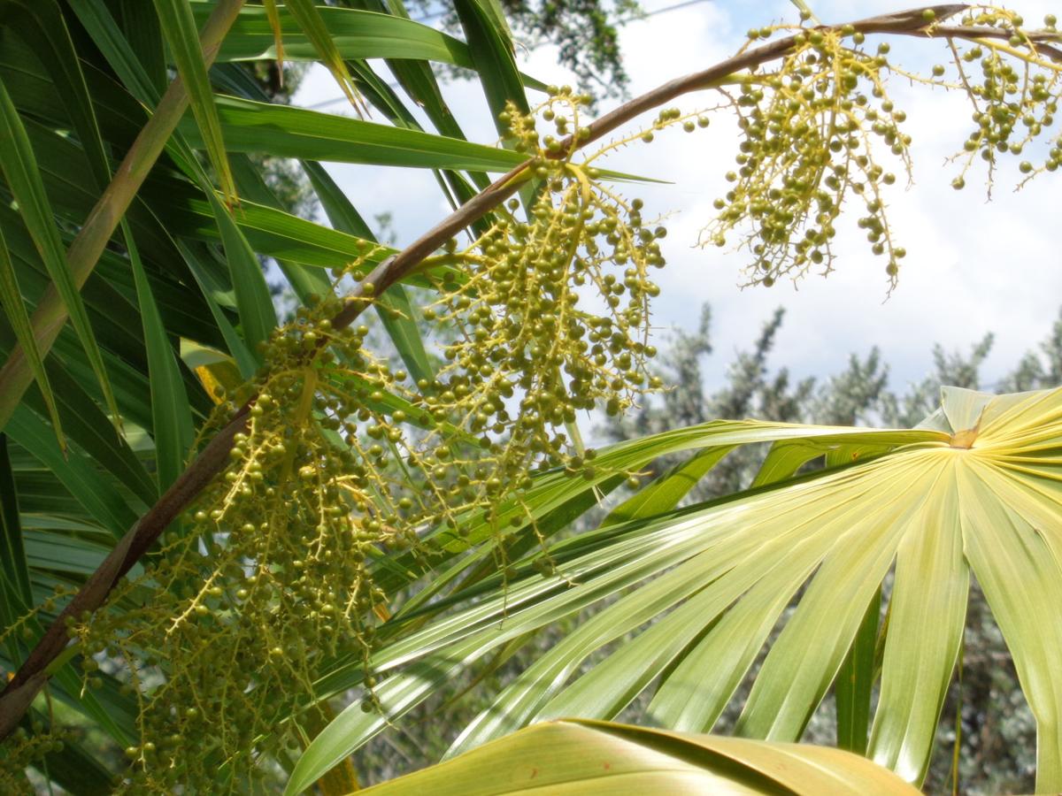 Grow this native, salttolerant palm near the coast Features