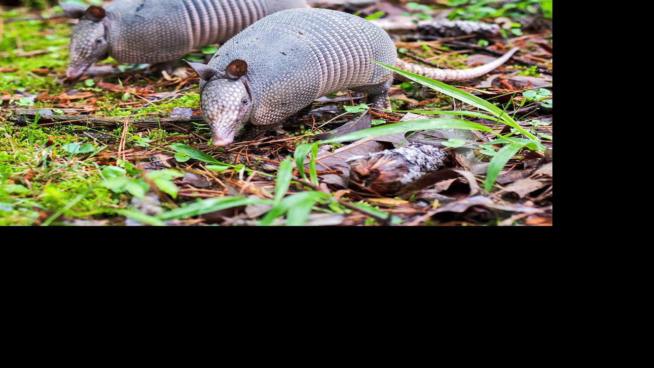 Armadillos At The Circus Waterline Yoursun Com