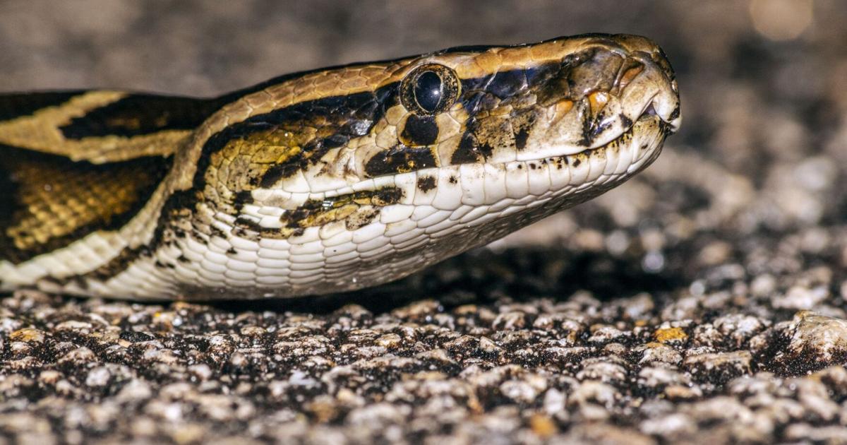 3 Feet Python Nine-foot python captured in Englewood | The Daily Sun | yoursun.com
