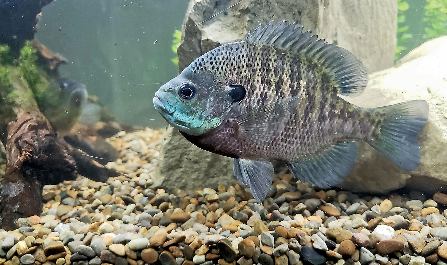 Bluegill aquarium clearance