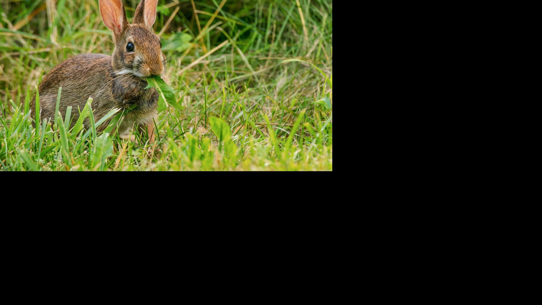 The Cottontail Cycle Waterline Yoursun Com